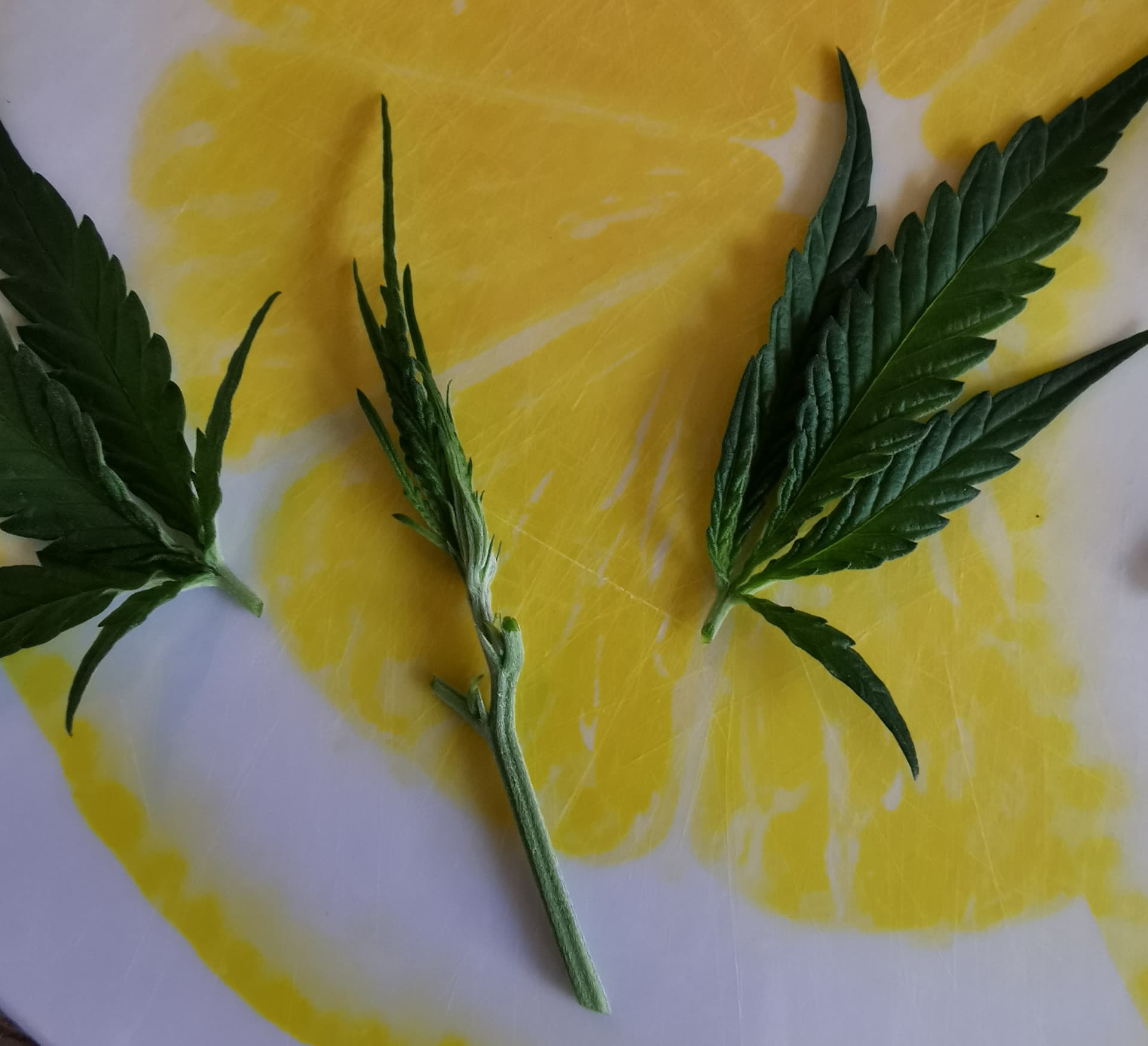 IMG_20250819_115426_edit_647085507150741