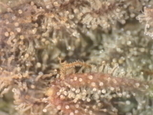 IPC_2025-12-15.13.16.52.7050