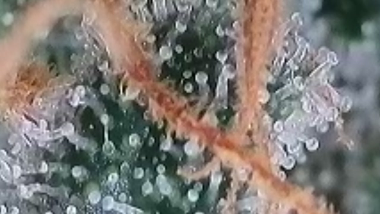 2025-09-27-145043785