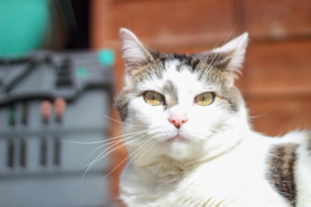 cat (25)