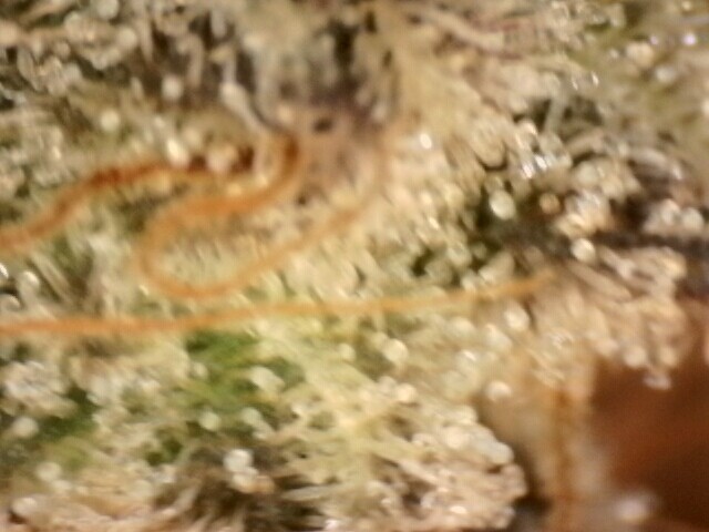 IPC_2025-12-18.13.30.28.5910