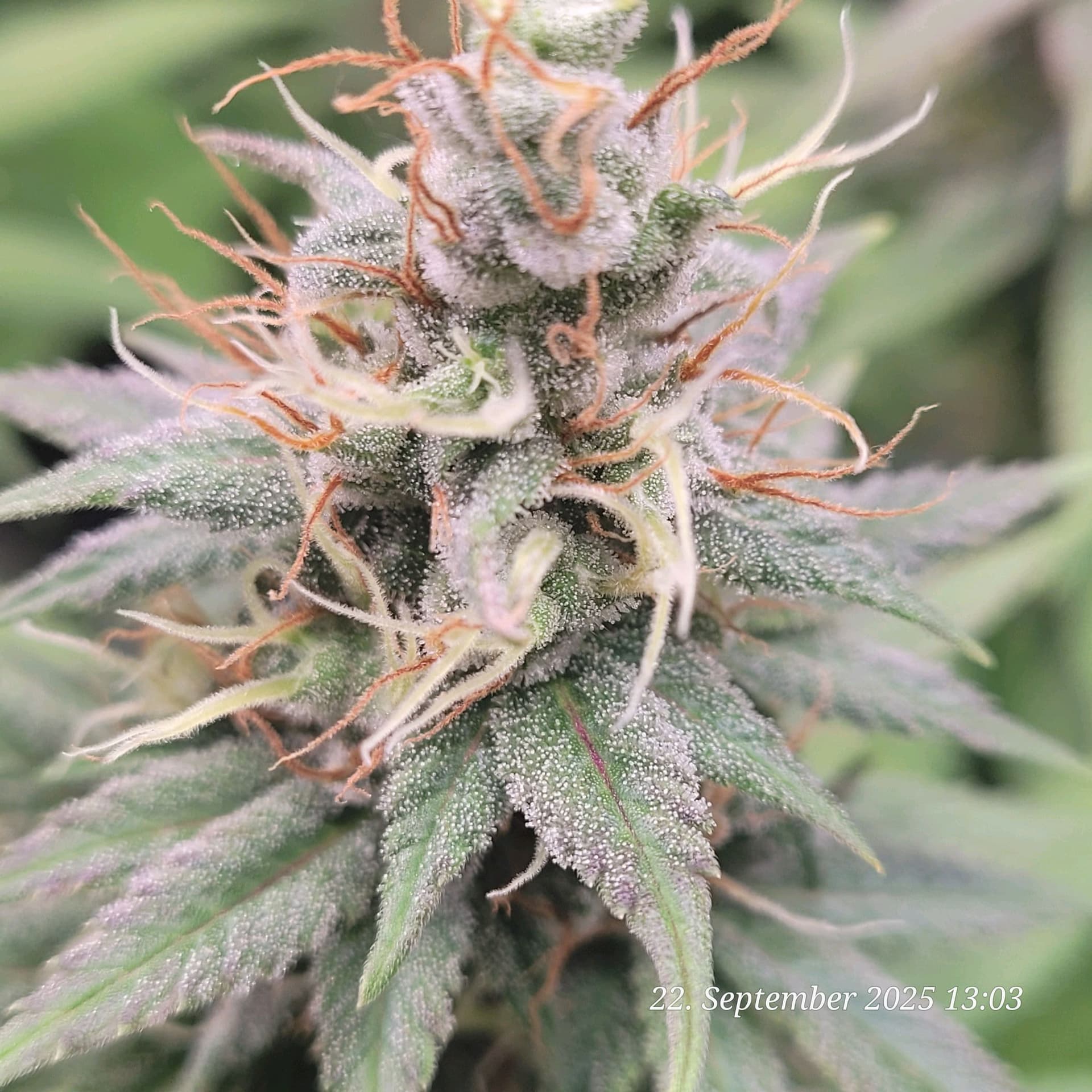 Tag 83 sechste Blüte Woche 22.9.25