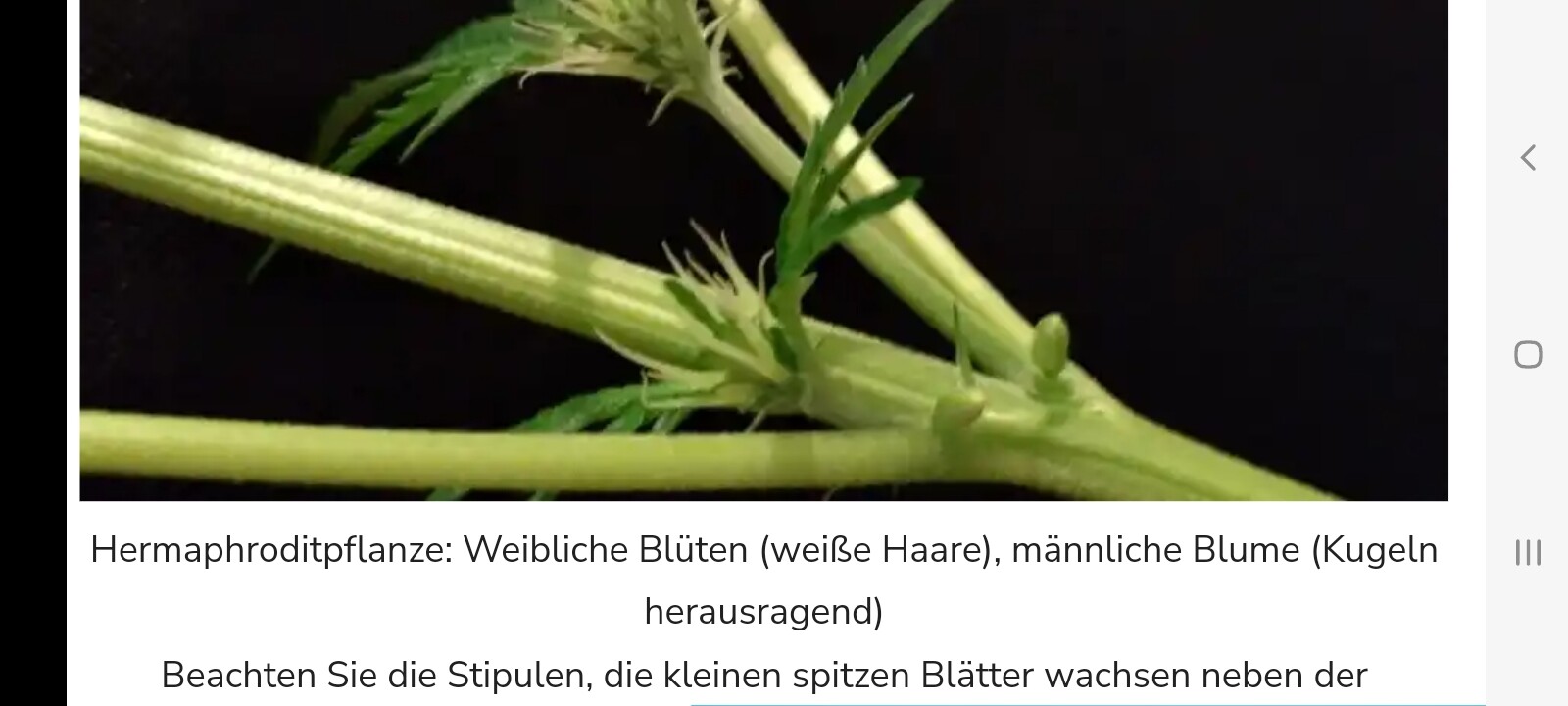 Screenshot_20250826-222839_Samsung Internet