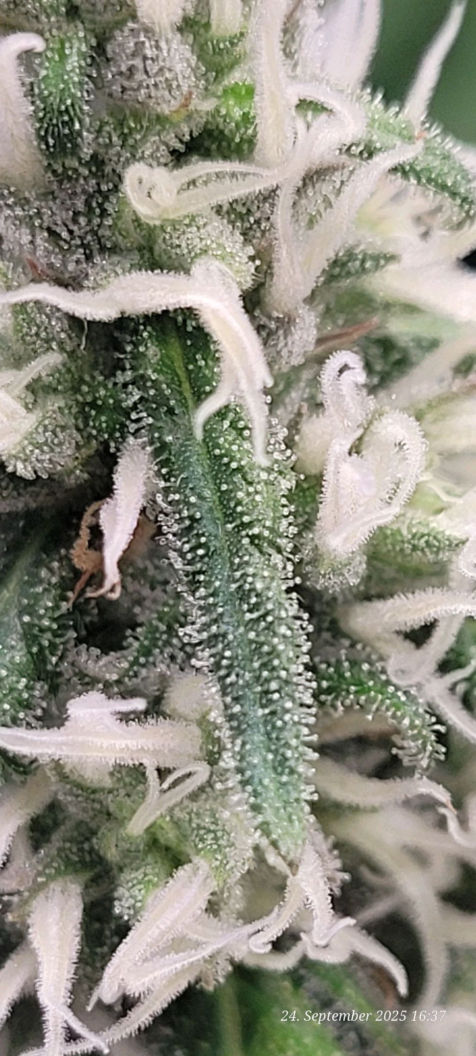 Tag 85 sechste Blüte Woche von 9 - 10 Wochen 24.9.25