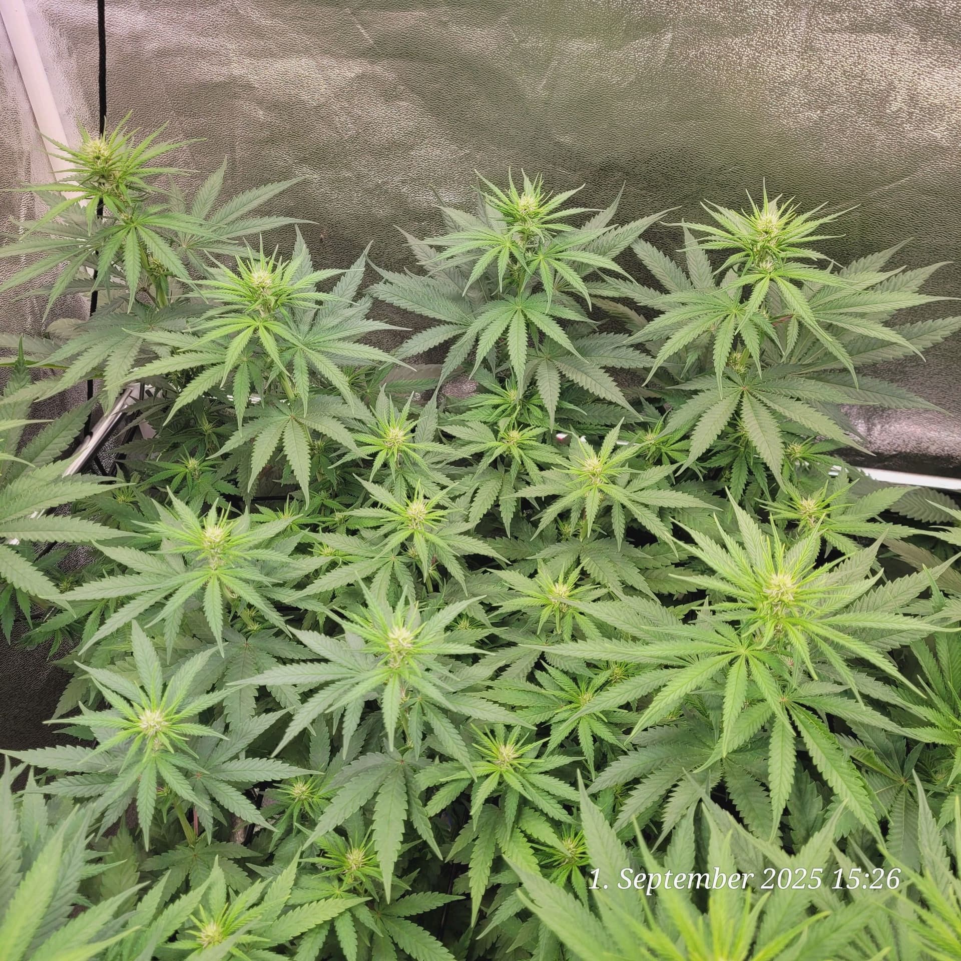 Tag 62 Blüte Tag 15 am 1.9.25