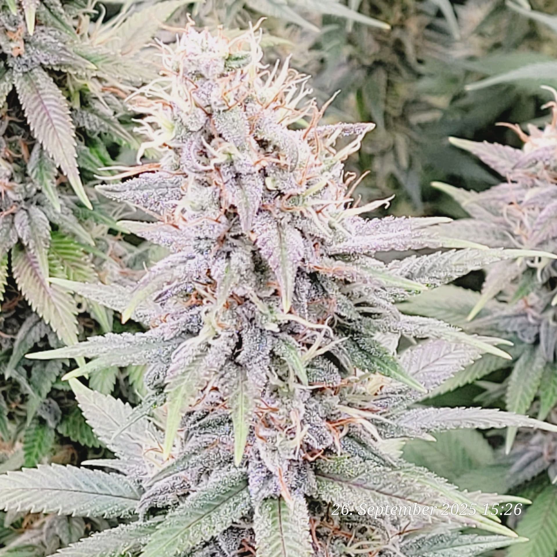 Tag 87 oho was treibt die Harz auf die Spitze