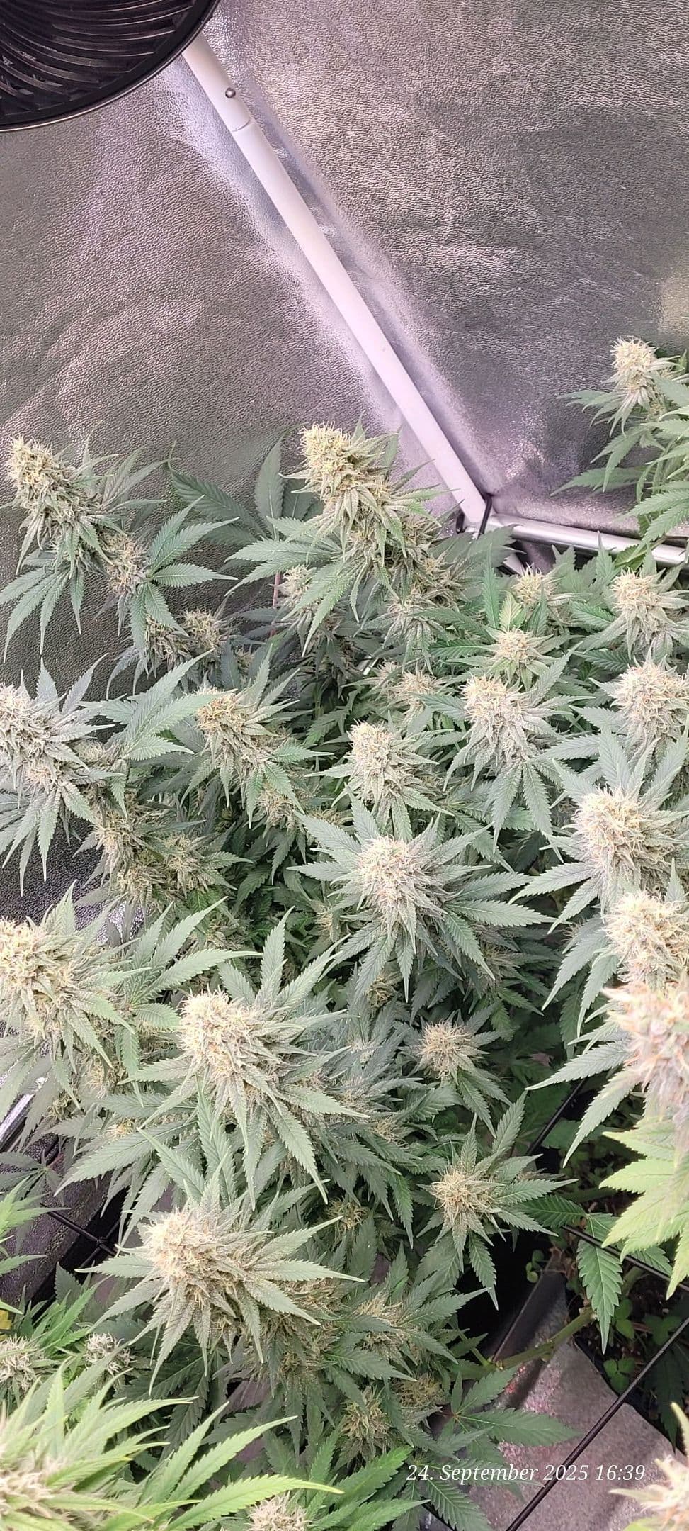 Tag 85 sechste Blüte Woche 24.9.25