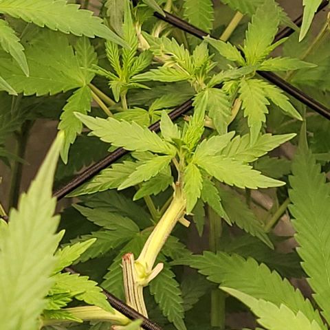 Purple Bud 11 , es ist der 12te Blütetag u sie sind im Stretch
