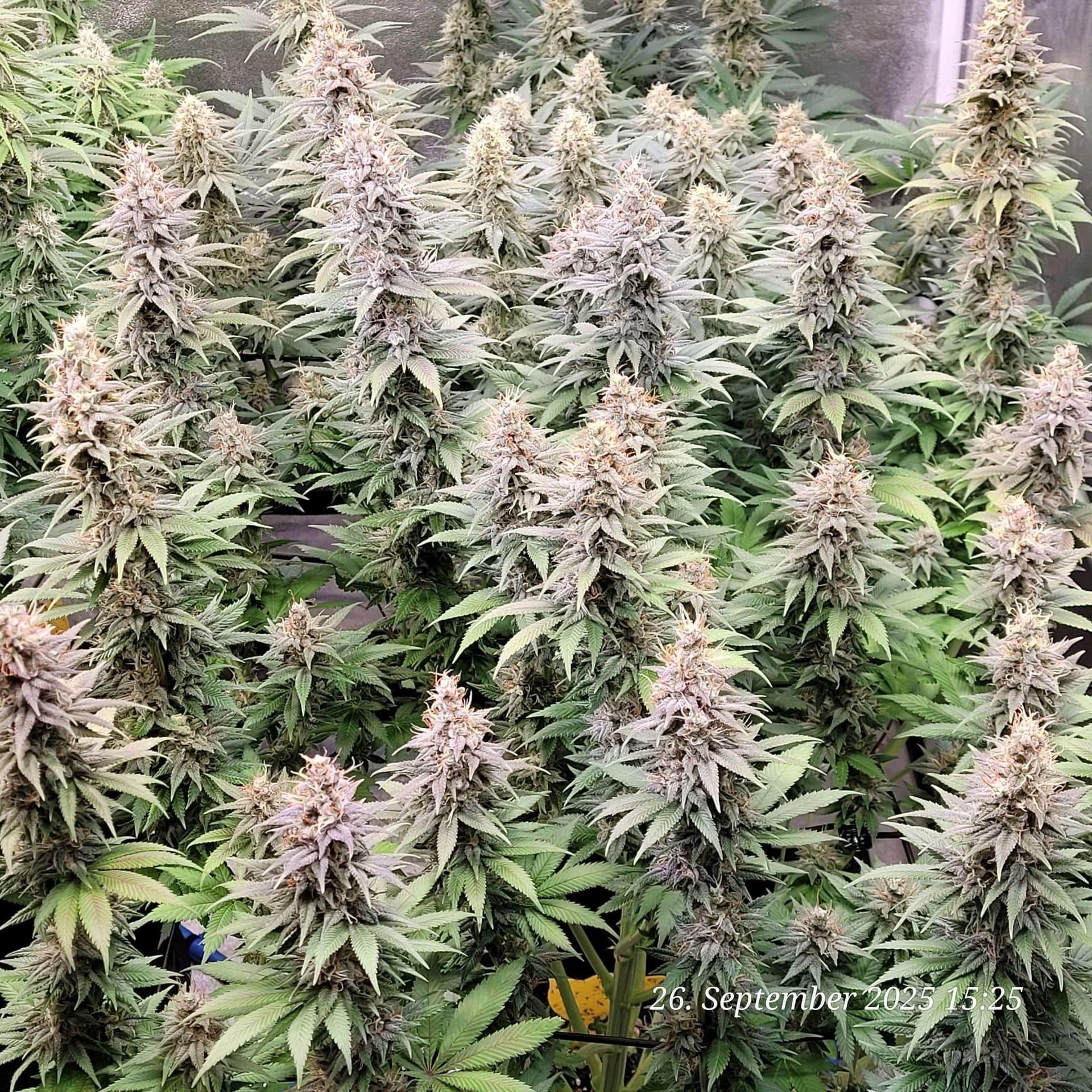 Tag 87 Blüte Tag 40