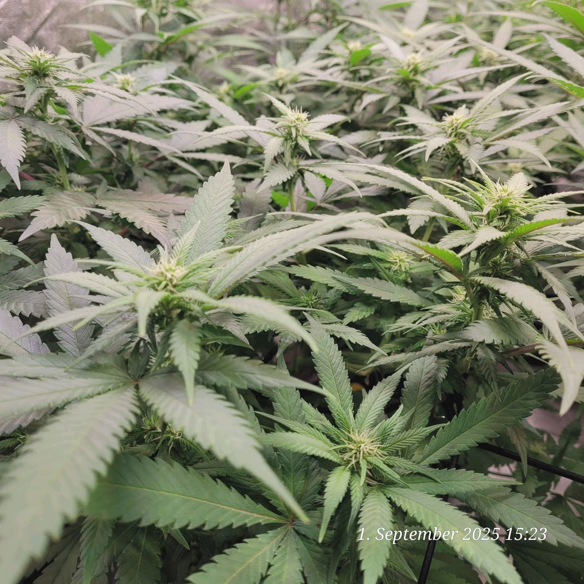 Tag 62 Amnesia 1.9.25