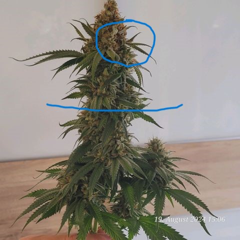 Der erste Schimmel Bud 19.8.24