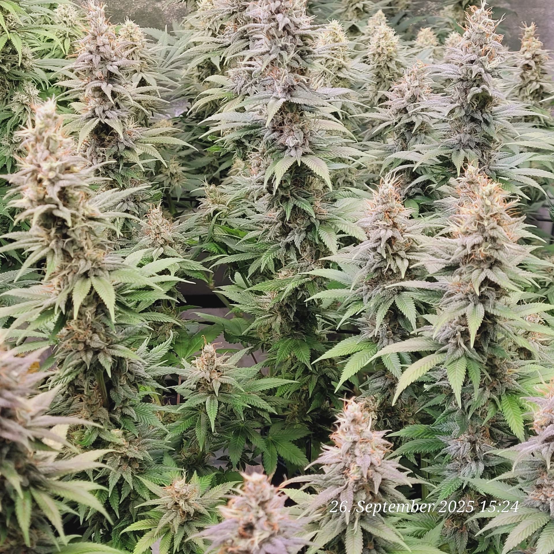 Tag 87 Fast Diesel 26.9.25