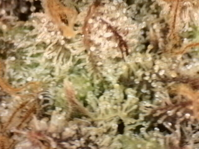 IPC_2025-12-18.13.29.43.1400