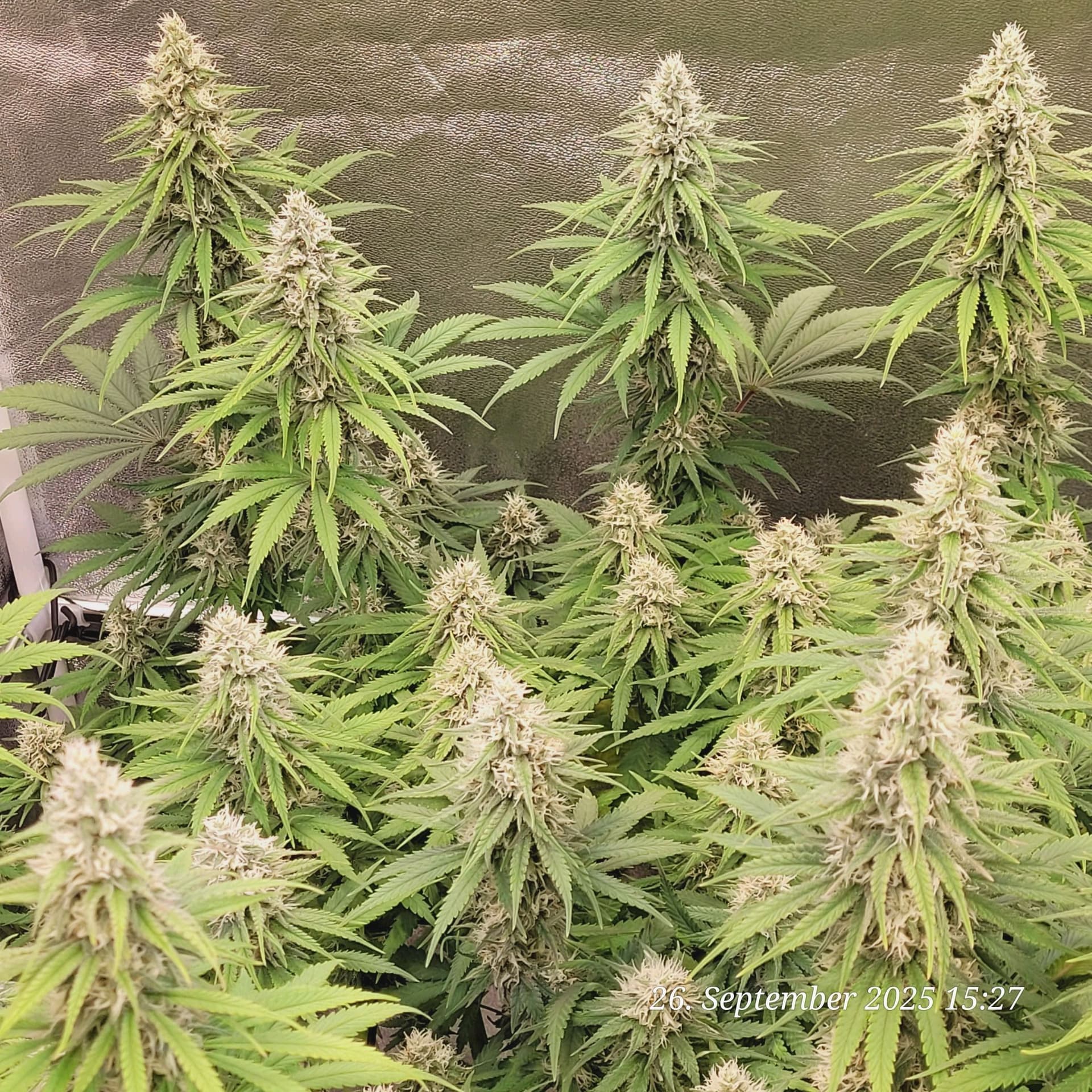 Tag 87 Blüte Tag 40