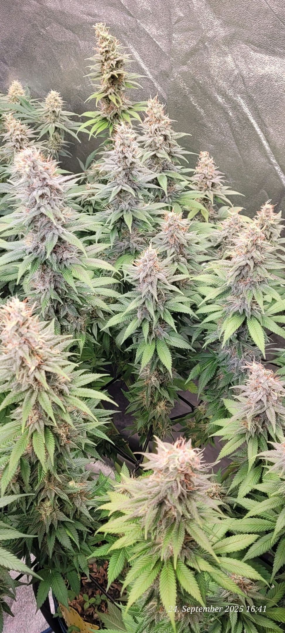 Tag 85 Blüte Tag 38