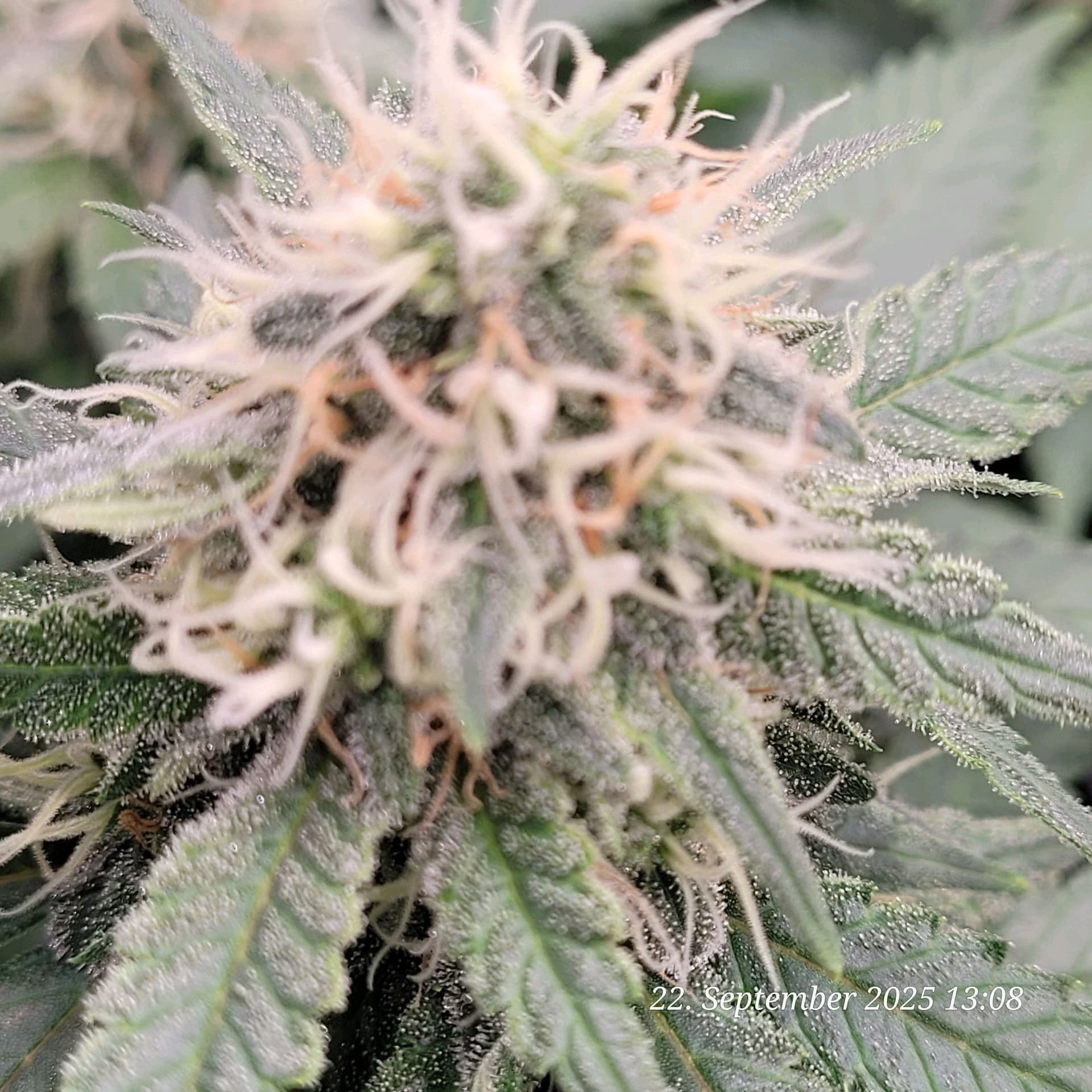 Tag 83 in der 6 ten Blüte Woche