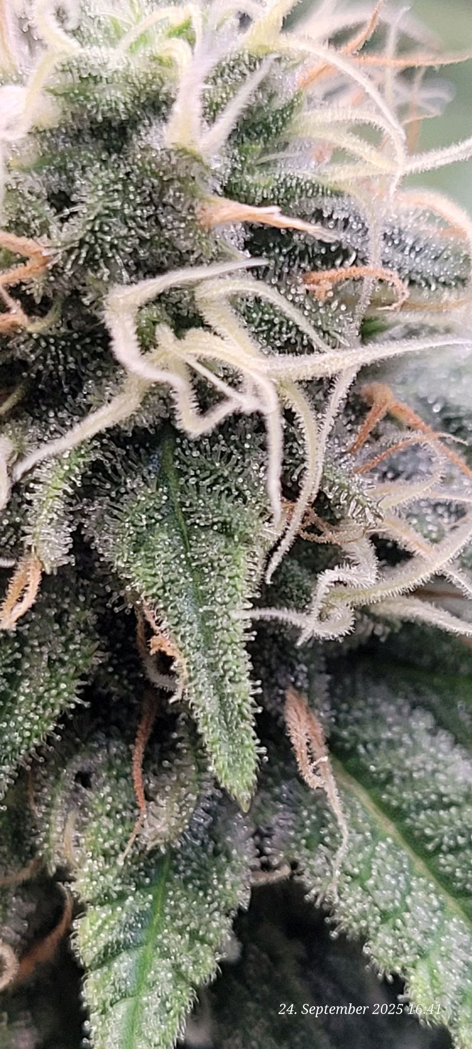 Tag 85 sechste Blüte Woche