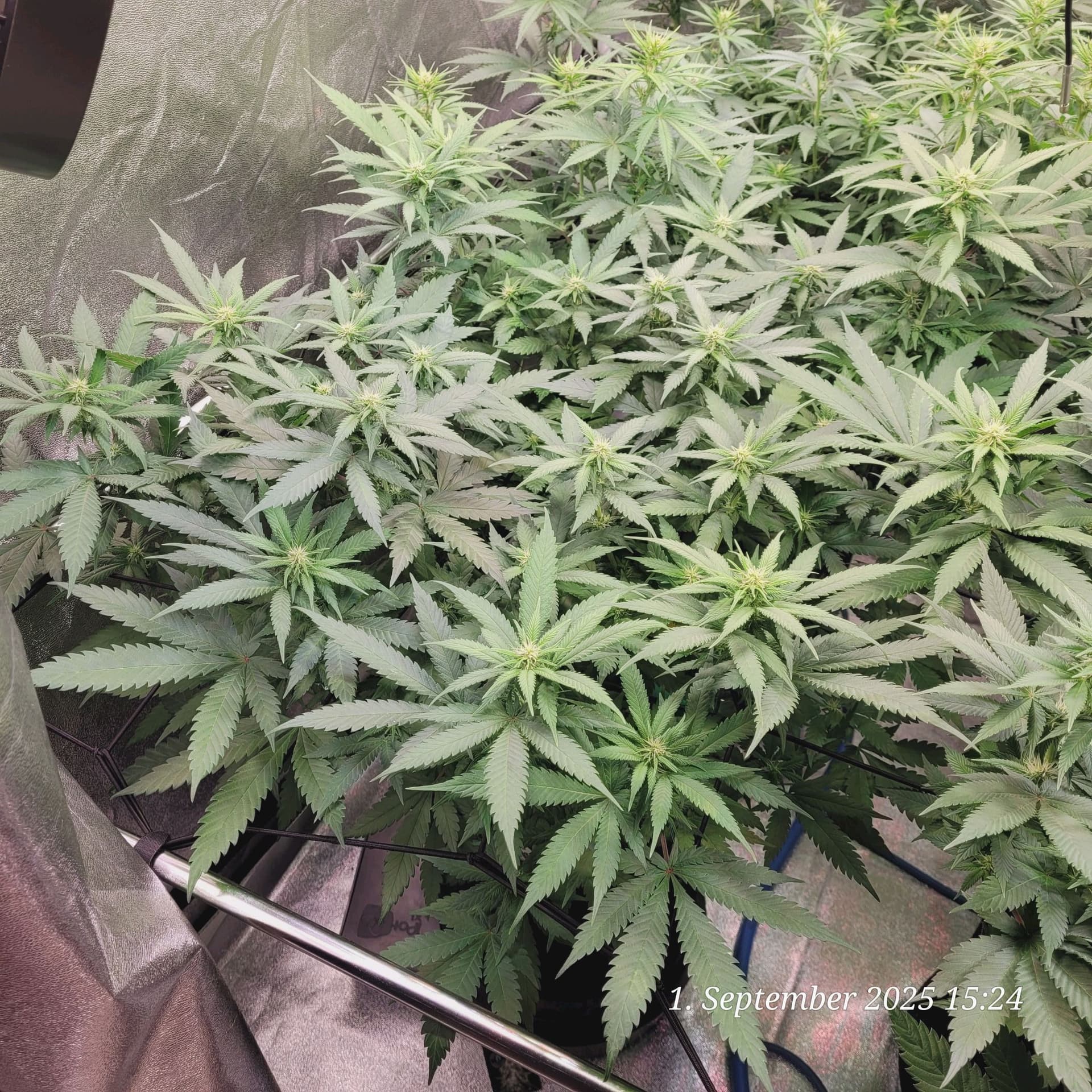 Tag 62 beginn der dritten Blüte Woche