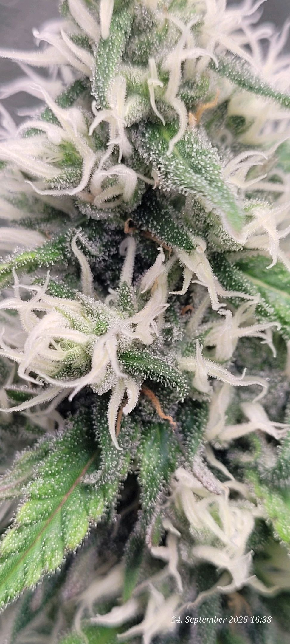 Tag 85 , die hat aber fette Pistillen