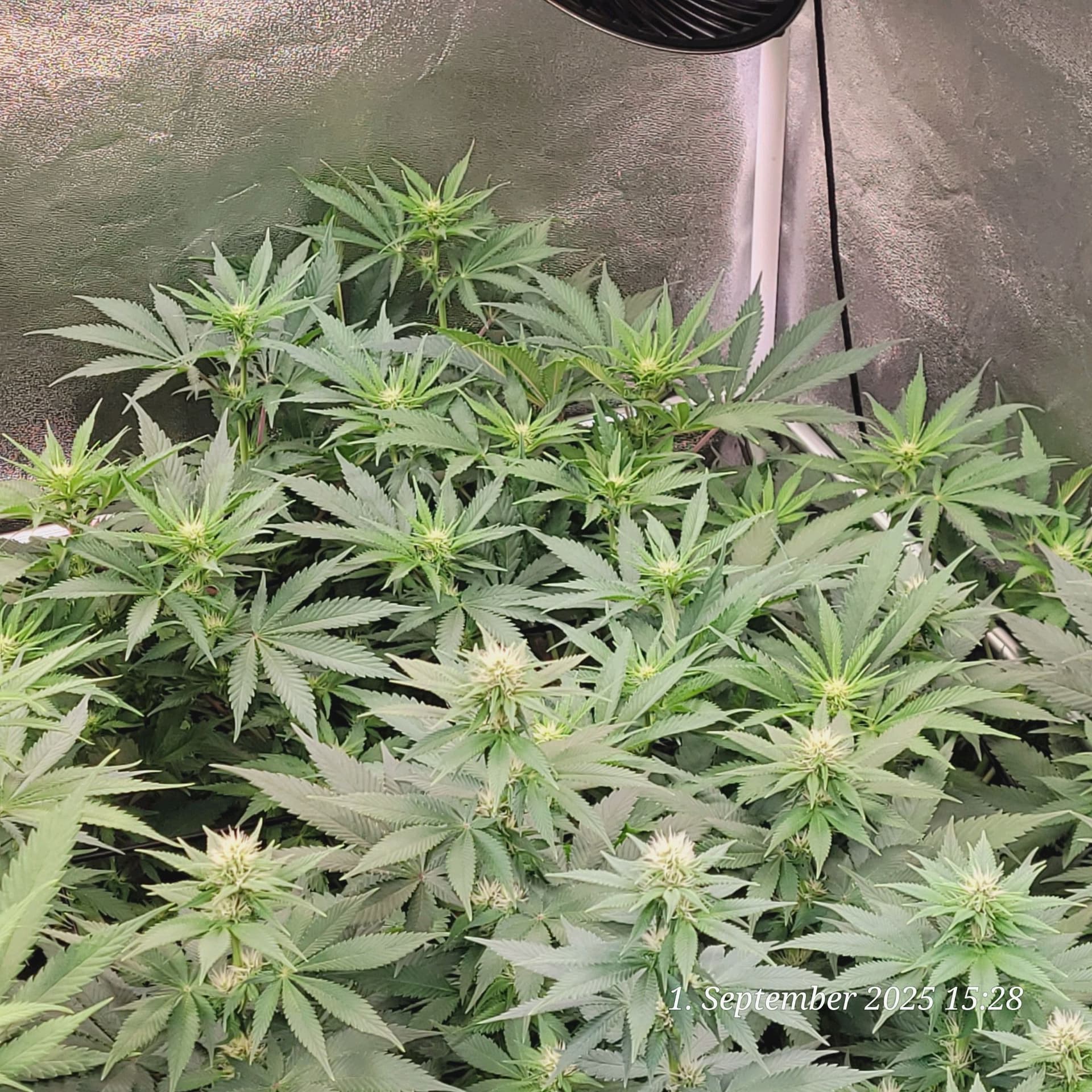 Tag 62 Blüte Tag 15 am 1.9.25