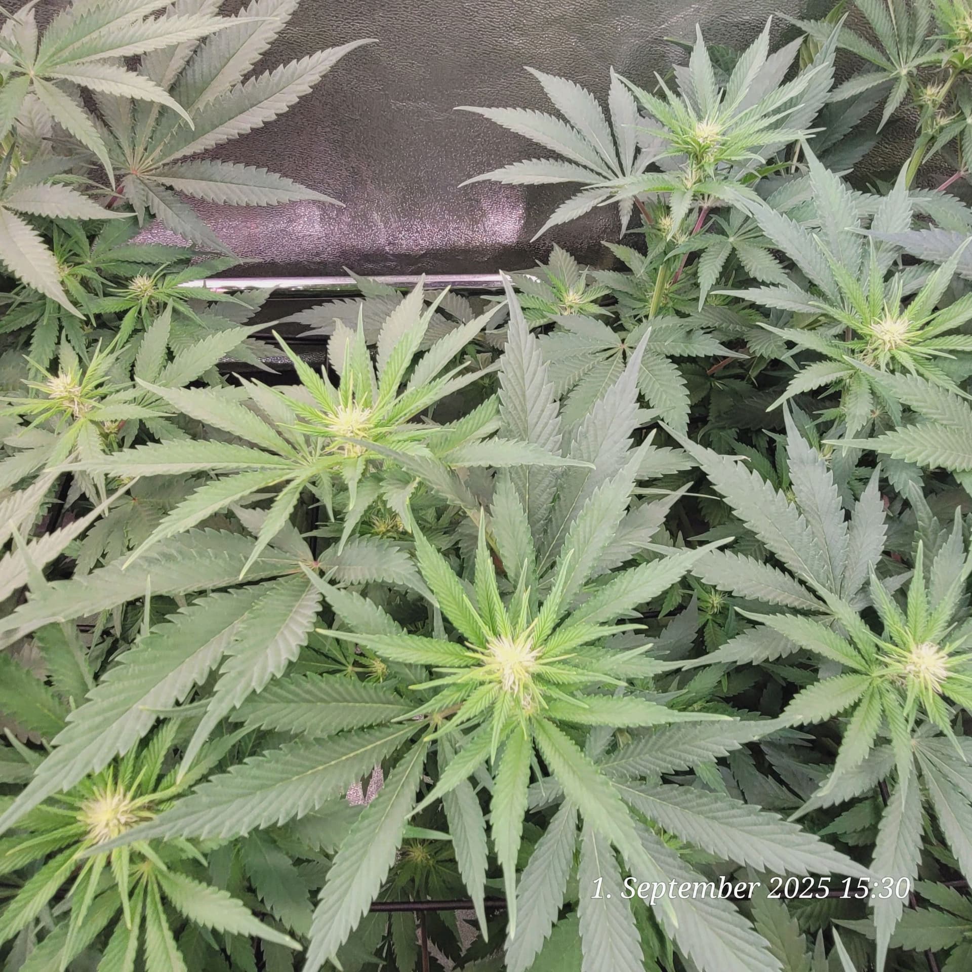 Tag 62 Jamaican , die dritte Blüte Woche ist gestartet