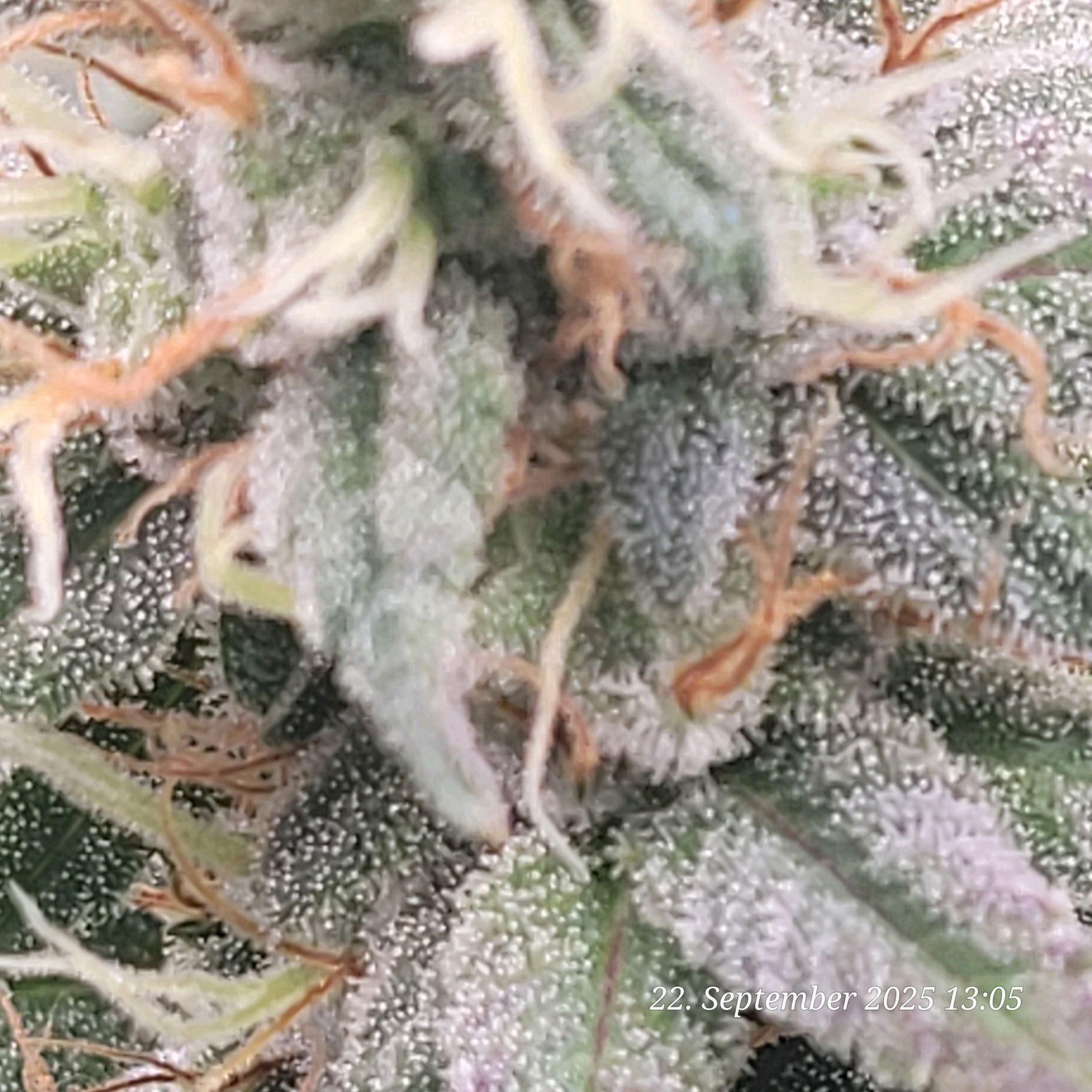 Tag 83 Blüte Tag 36