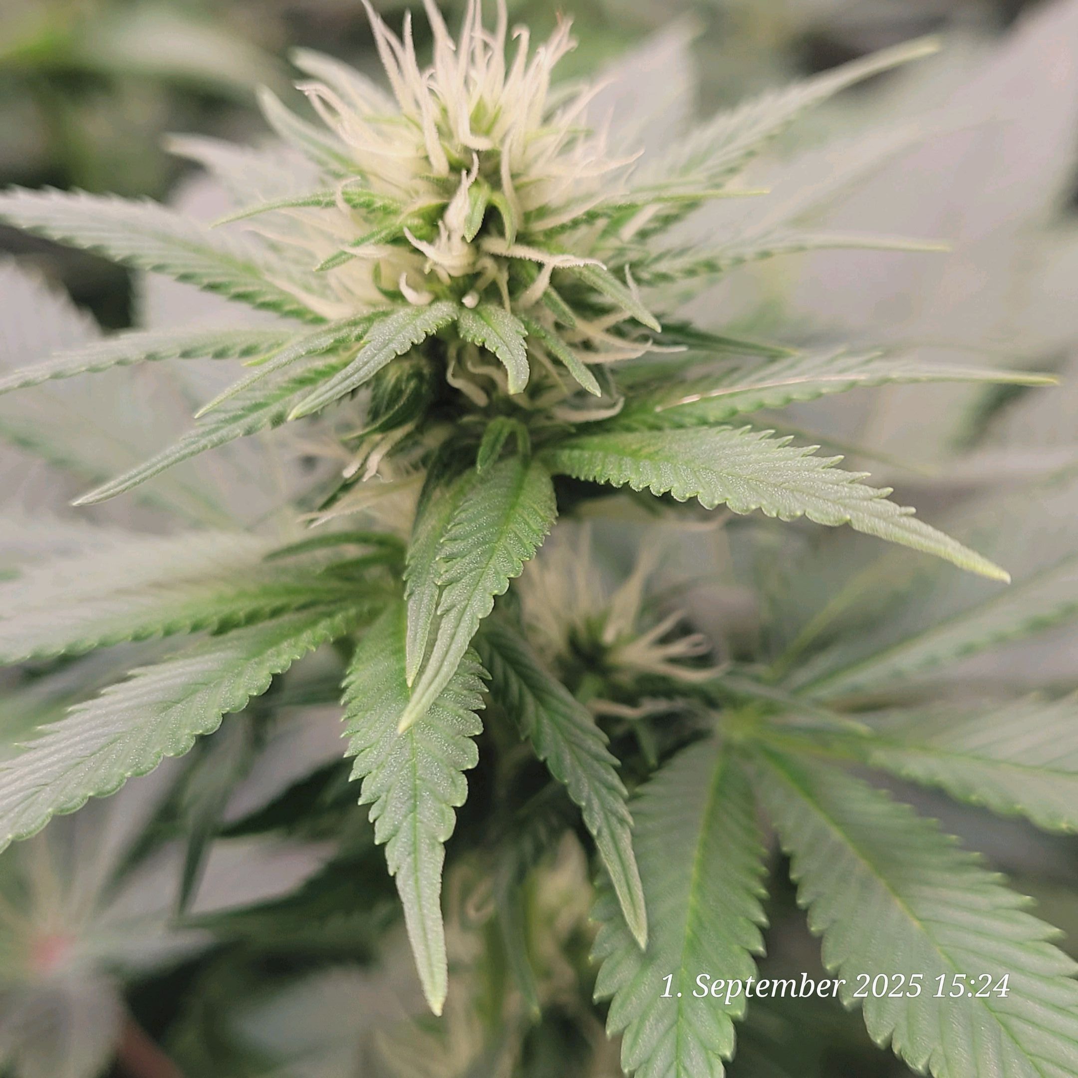 Tag 62 Blüte Tag 15 am 1.9.25