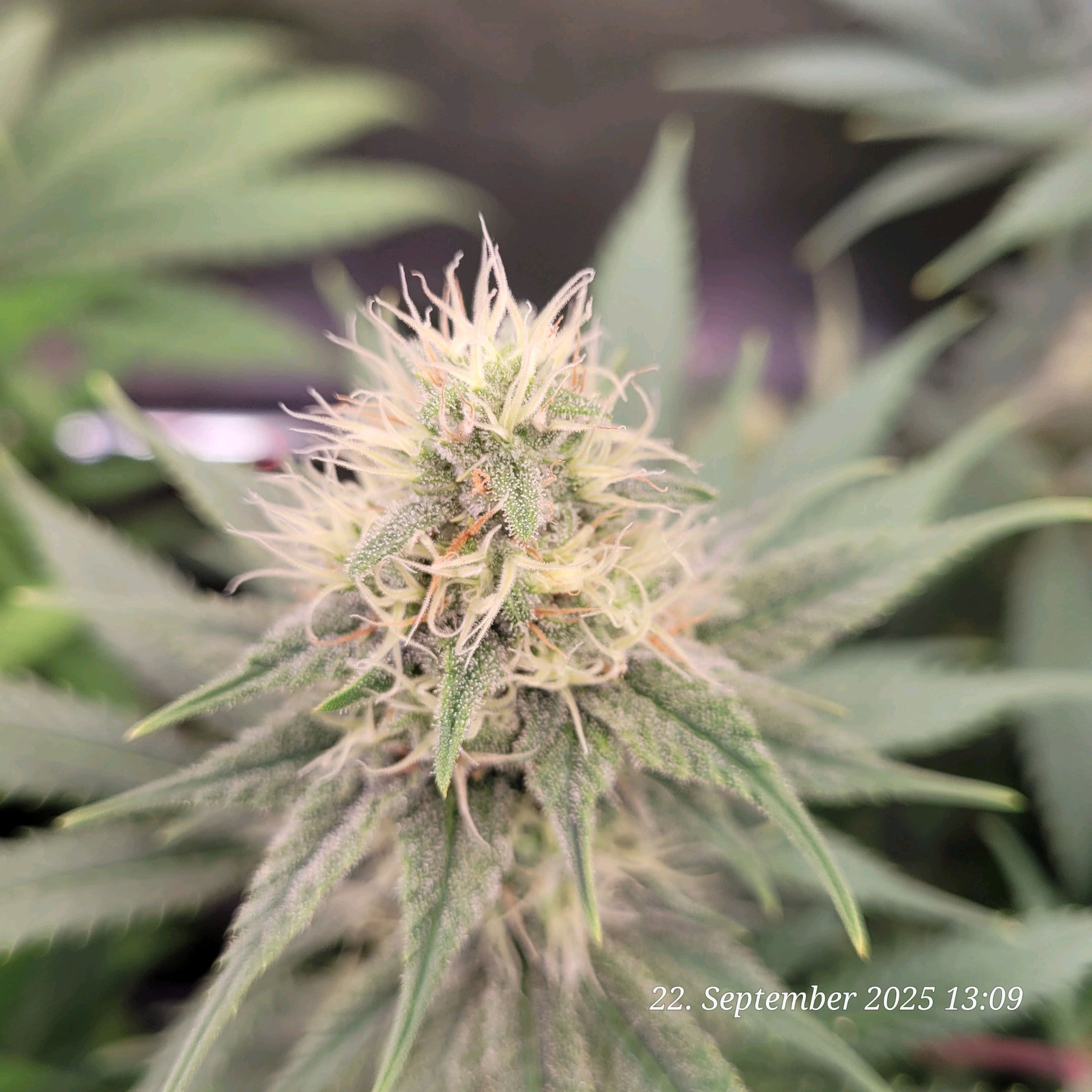 Tag 83 Blüte Tag 36