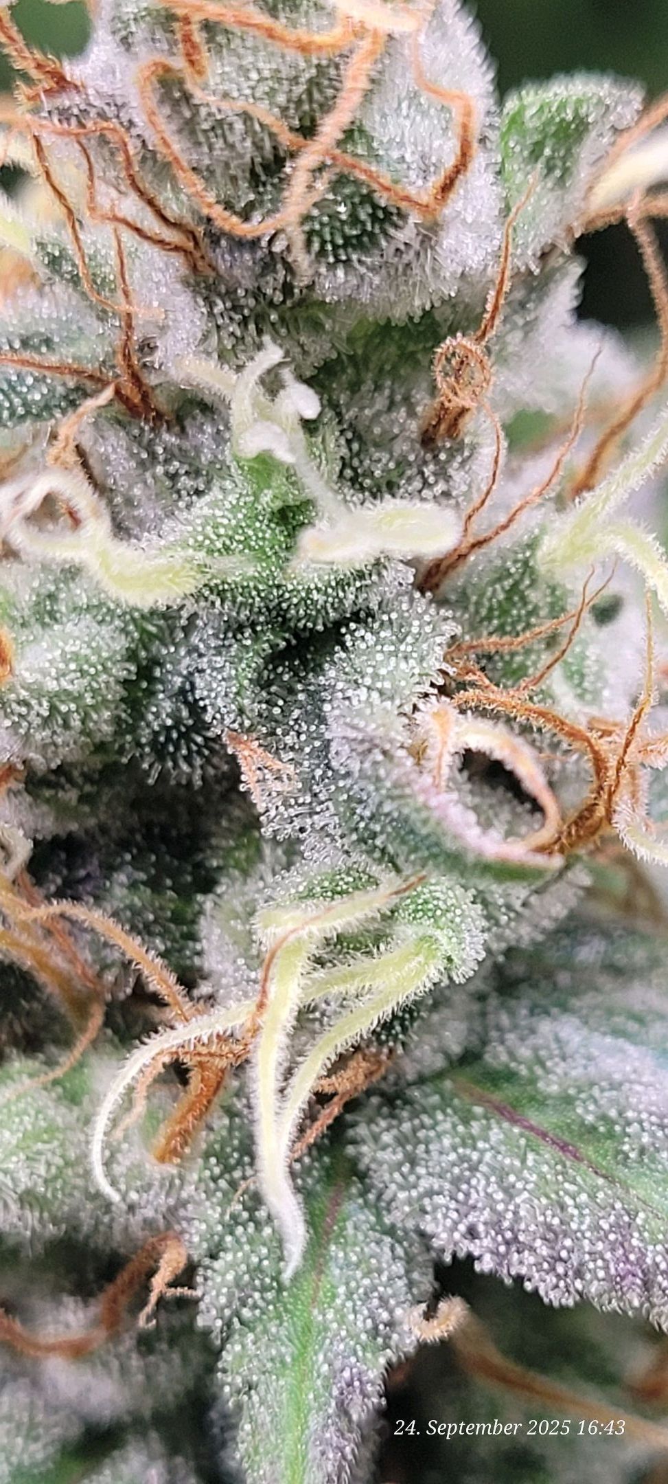 Tag 85 in der 6 ten Blüte Woche 24.9.25