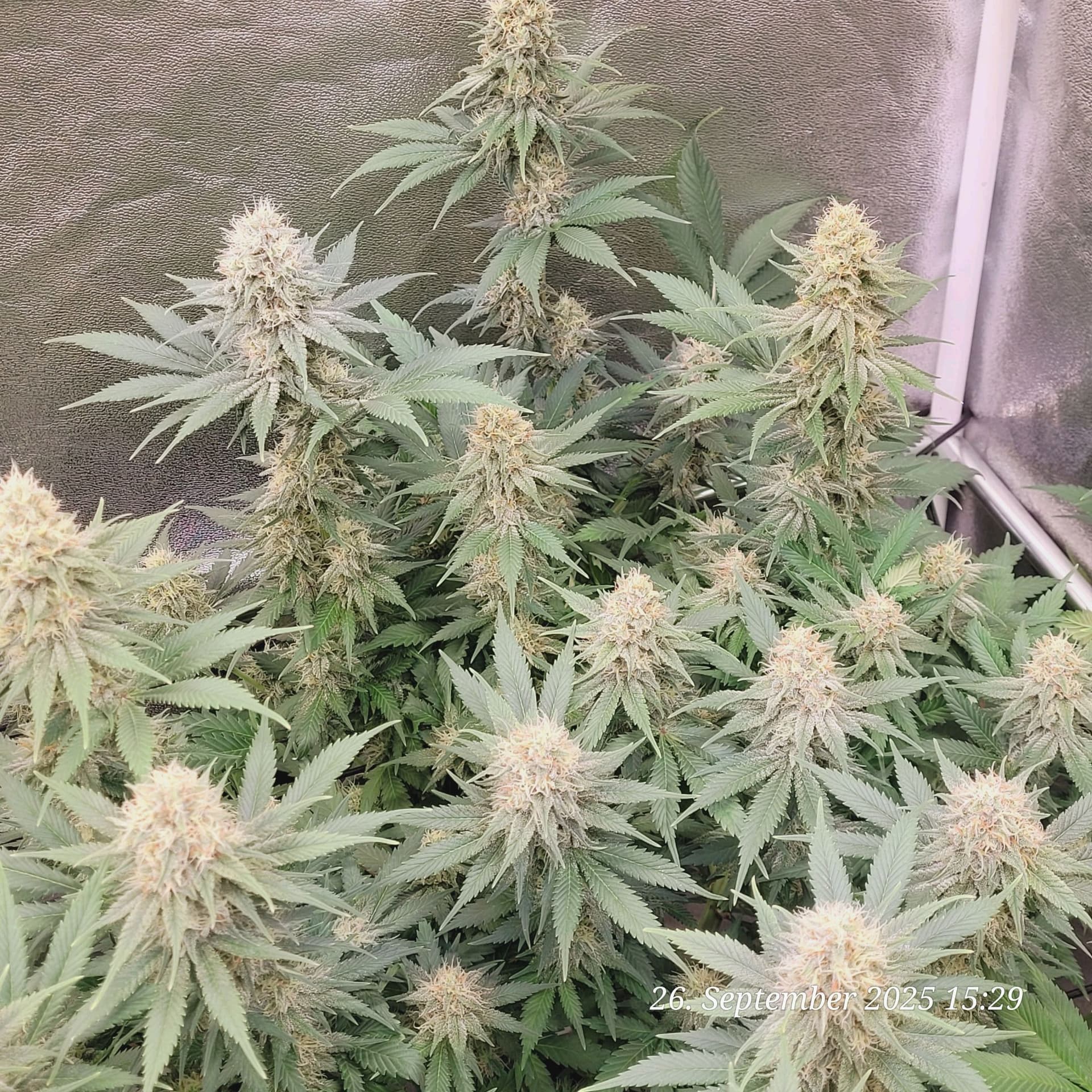 Tag 87 Blüte Tag 40