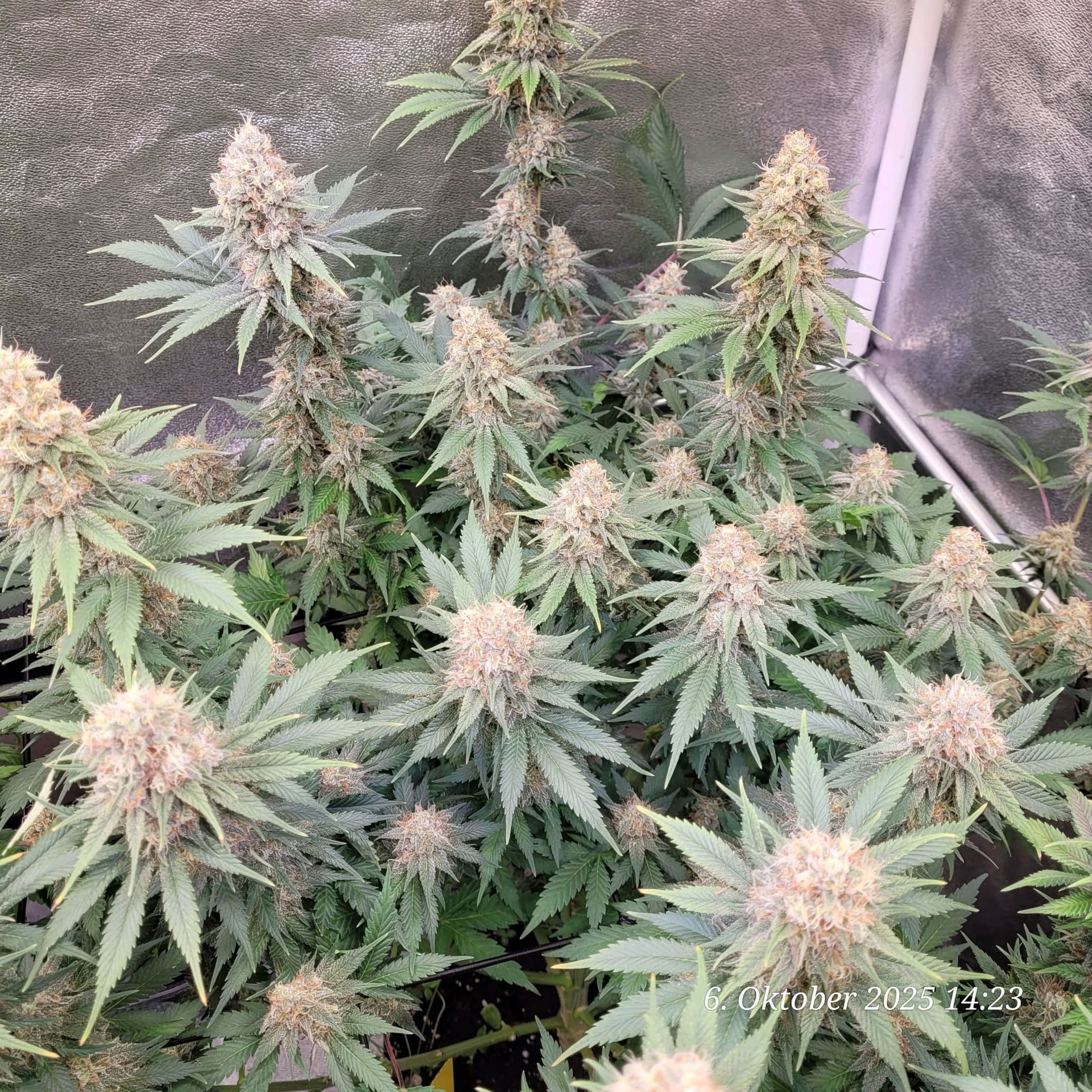 Tag 97 Jamaican Pearl 6.10.25