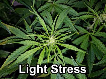 light-burn-yellow-tips-not-nutrient-burn-450x338
