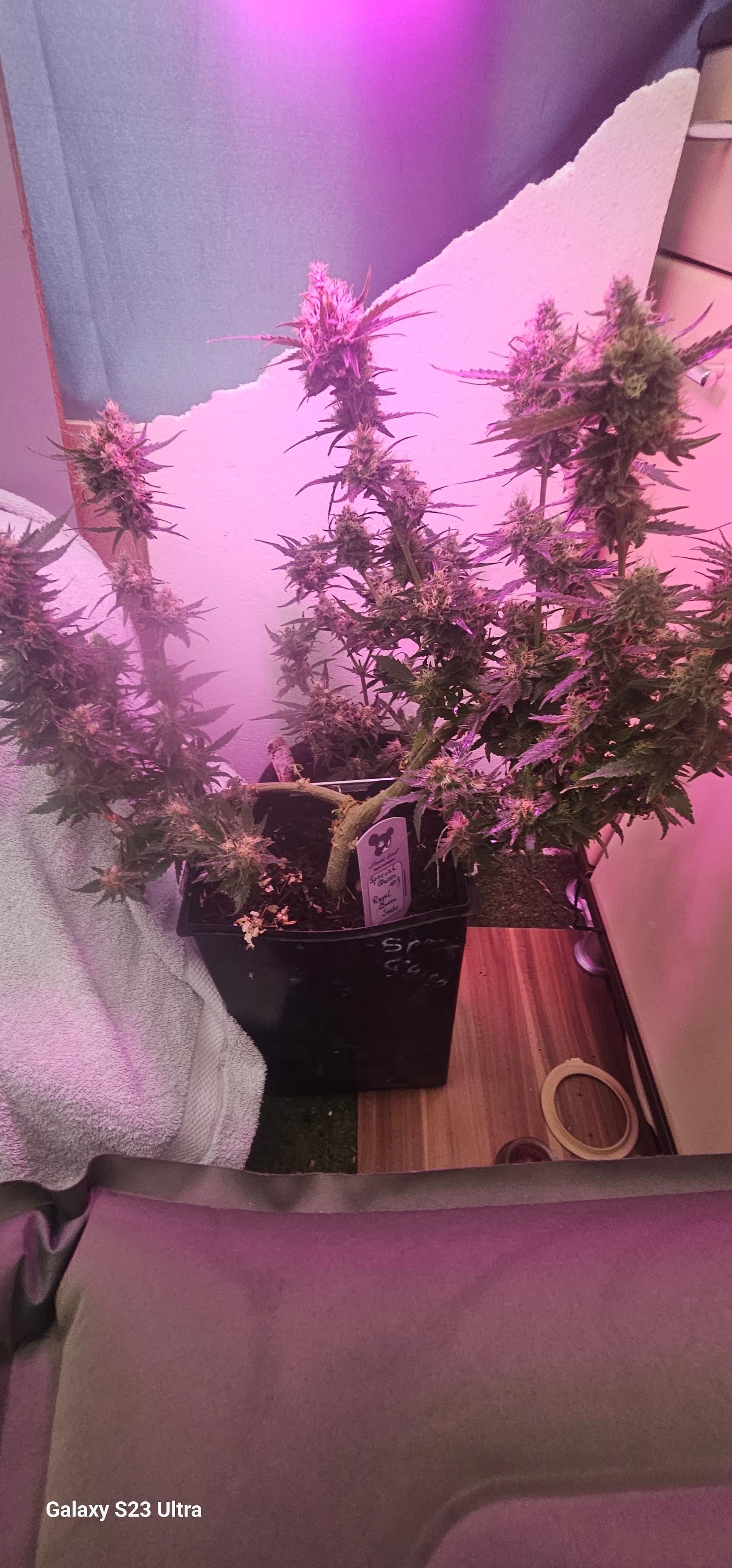 17598461131357244062475824573681