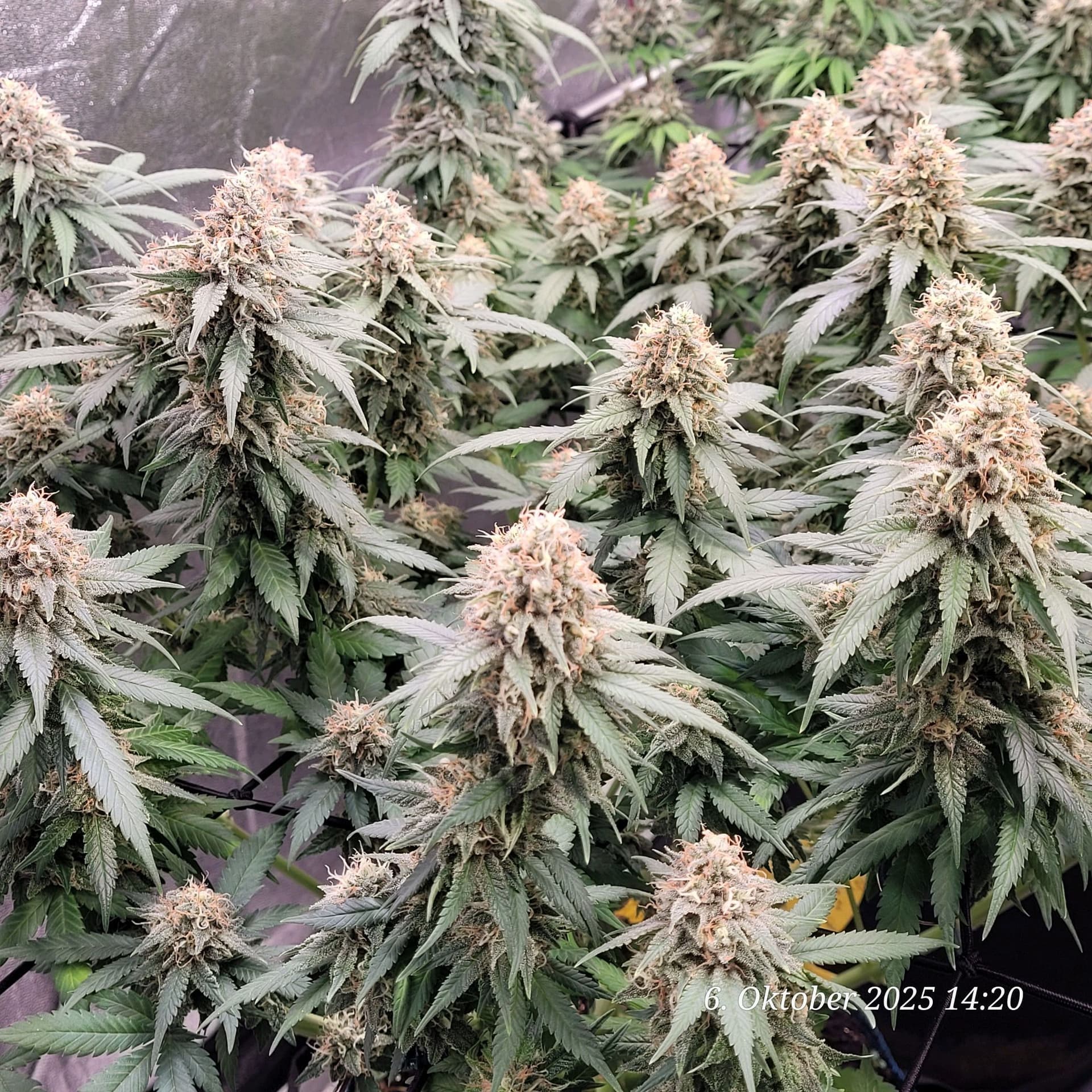 Tag 97 Blüte Tag 50 am 6.10.25