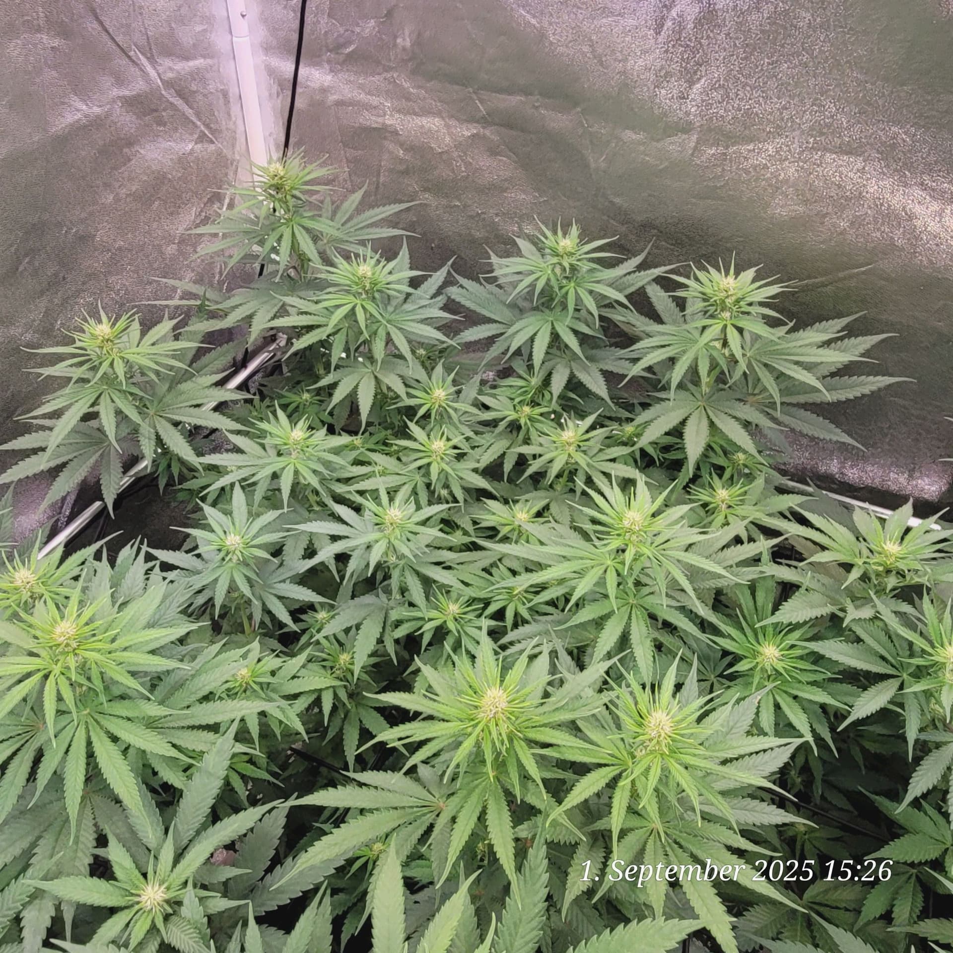 Tag 62 die dritte Blüte Woche hat begonnen