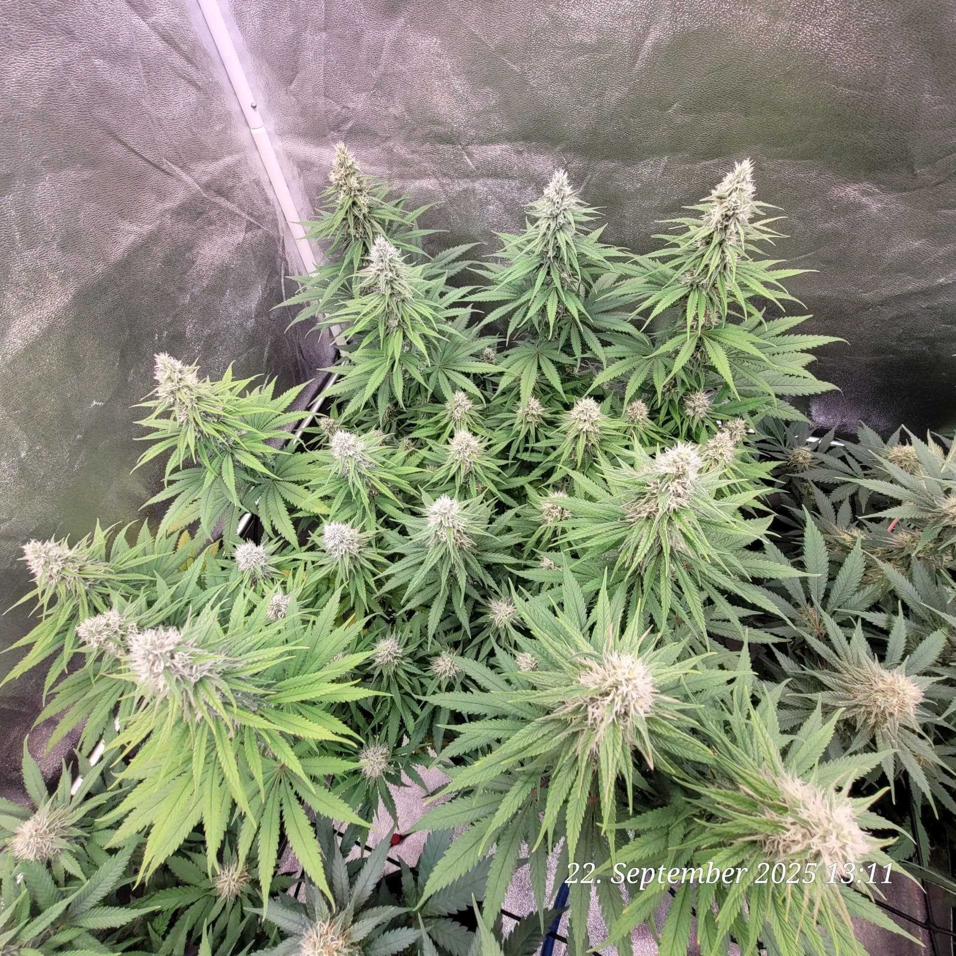 Tag 83 Blüte Tag 36