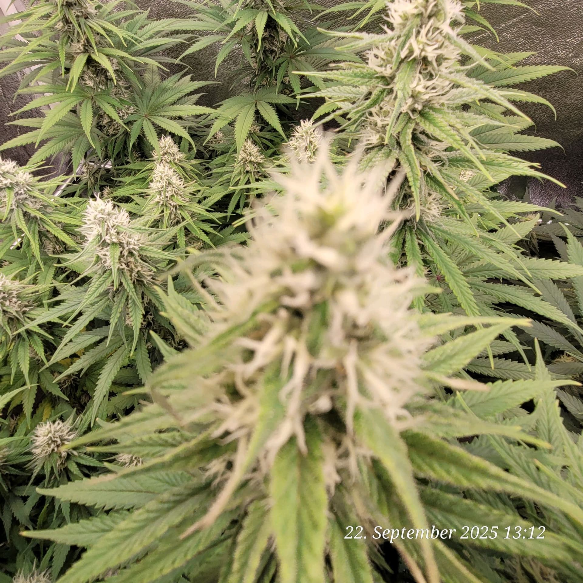 Tag 83 sechste Blüte Woche 22.9.25