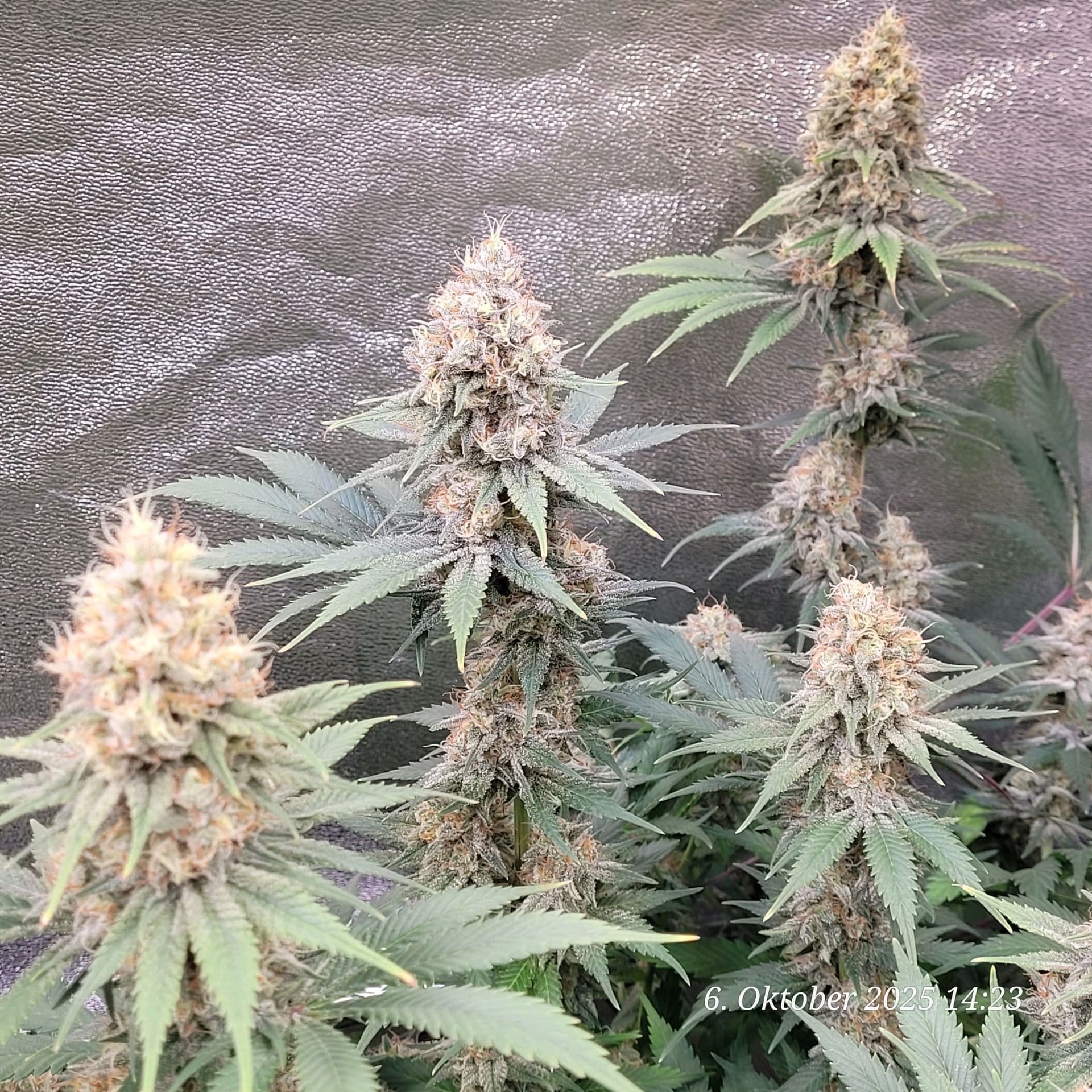 Tag 97 Blüte Tag 50