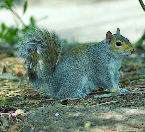 squirrel  all done  d wm