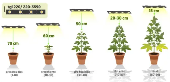 distancia de los focos marihuana